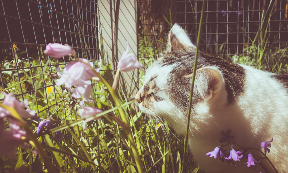 Image of cat sniffing flowers in catio